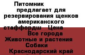 Питомник KURAT GRAD предлагает для резервирования щенков американского стаффордш › Цена ­ 25 000 - Все города Животные и растения » Собаки   . Краснодарский край,Армавир г.